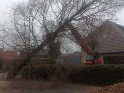 Bomen rooien in Budel 